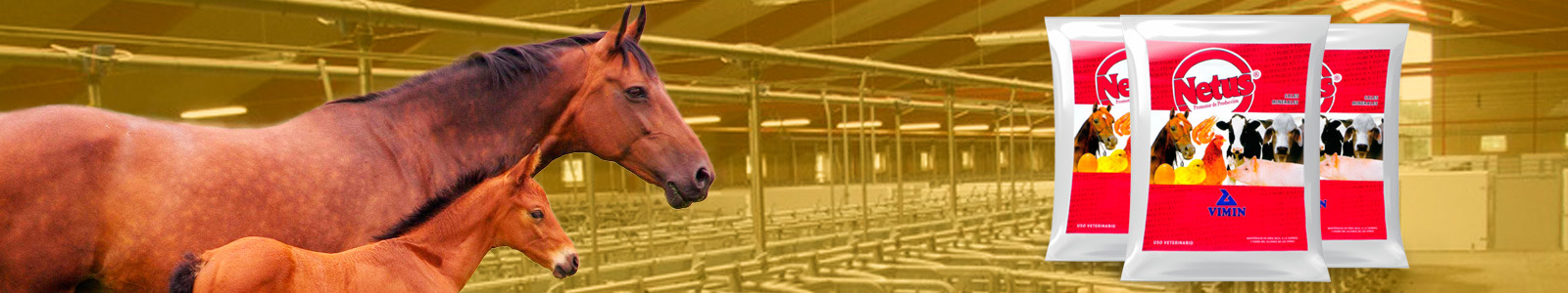 equino